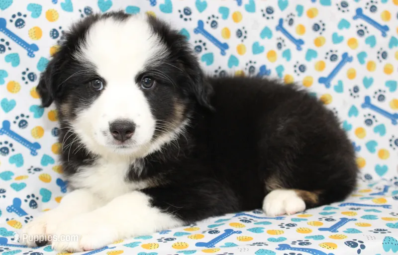 CASSIE-MINI AUSSIE ASDR – Miniature Australian Shepherd puppy for sale in Bells, TX