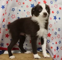 BOONE-TOY ASDR, a male Toy Australian Shepherd for sale in Bells, TX – 5 of 10