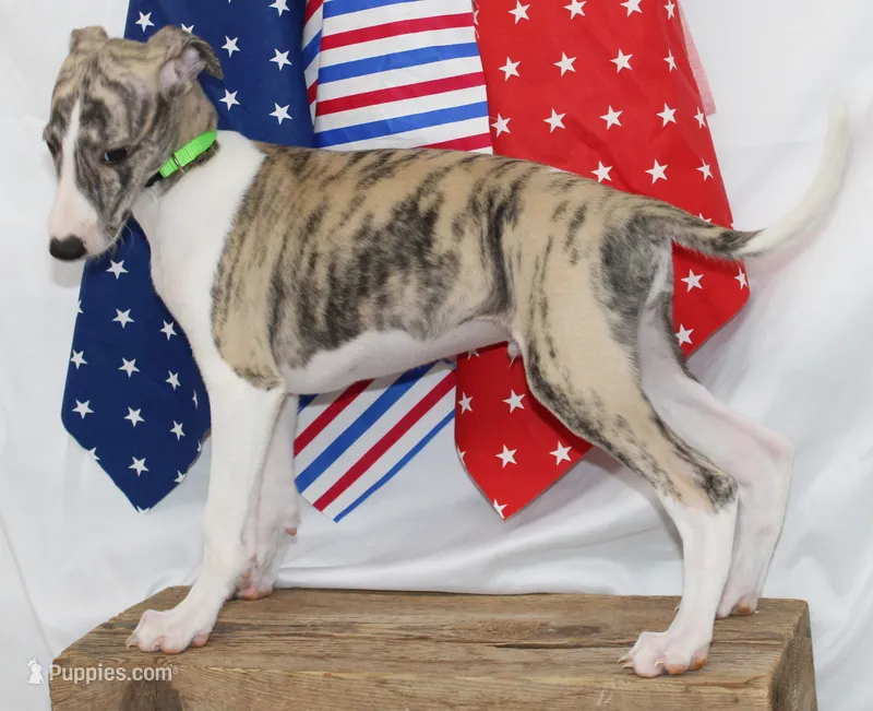 ACE-AKC – Whippet puppy for sale in Bells, TX