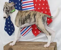 ACE-AKC, a male Whippet for sale in Bells, TX – 6 of 10