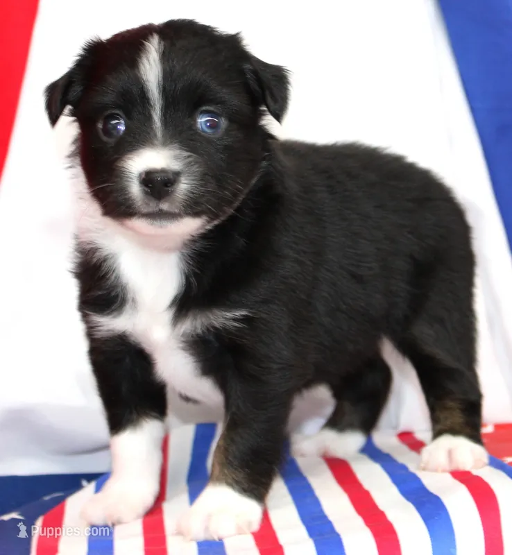 CASIE-MINI AUSSIE  ASDR – Miniature Australian Shepherd puppy for sale in Bells, TX