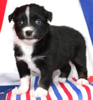 CASIE-MINI AUSSIE  ASDR, a female Miniature Australian Shepherd for sale in Bells, TX – 1 of 4