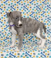 DAISY-AKC BLUE BRINDLE BLUE EYES, a female Whippet for sale in Bells, TX – 2 of 7