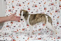 ZUKE-AKC, a male Whippet for sale in Bells, TX – 5 of 5