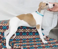 GRAHAM-WHIPPET AKC, a male Whippet for sale in Bells, TX – 5 of 10