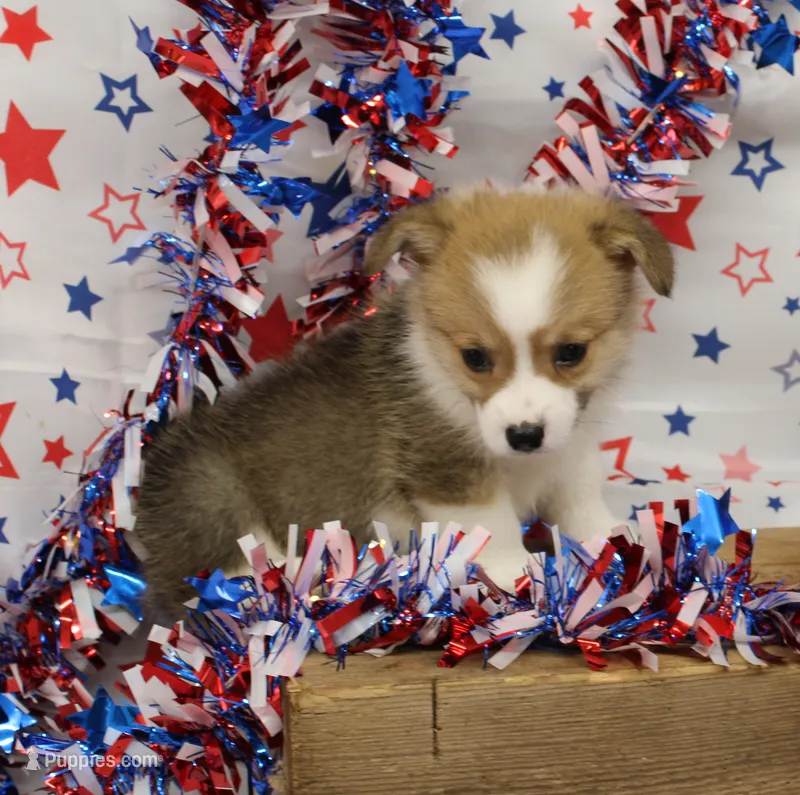 ROCKET – Pembroke Welsh Corgi puppy for sale in Bells, TX
