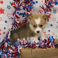 ROCKET, a male Pembroke Welsh Corgi for sale in Bells, TX – 10 of 10