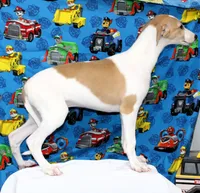 GRAHAM-WHIPPET AKC, a male Whippet for sale in Bells, TX – 7 of 9