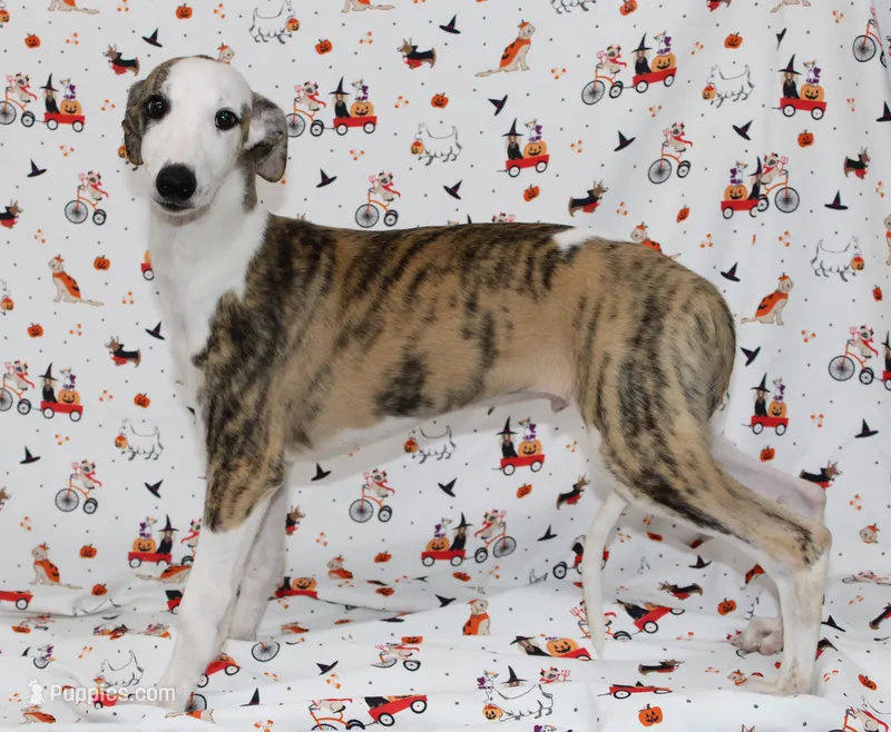 ZORY-AKC – Whippet puppy for sale in Bells, TX