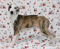 ZORY-Pending, a male Whippet for sale in Bells, TX – 1 of 10
