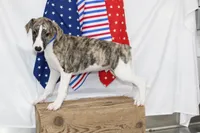 CHASE-AKC, a male Whippet for sale in Bells, TX – 8 of 10