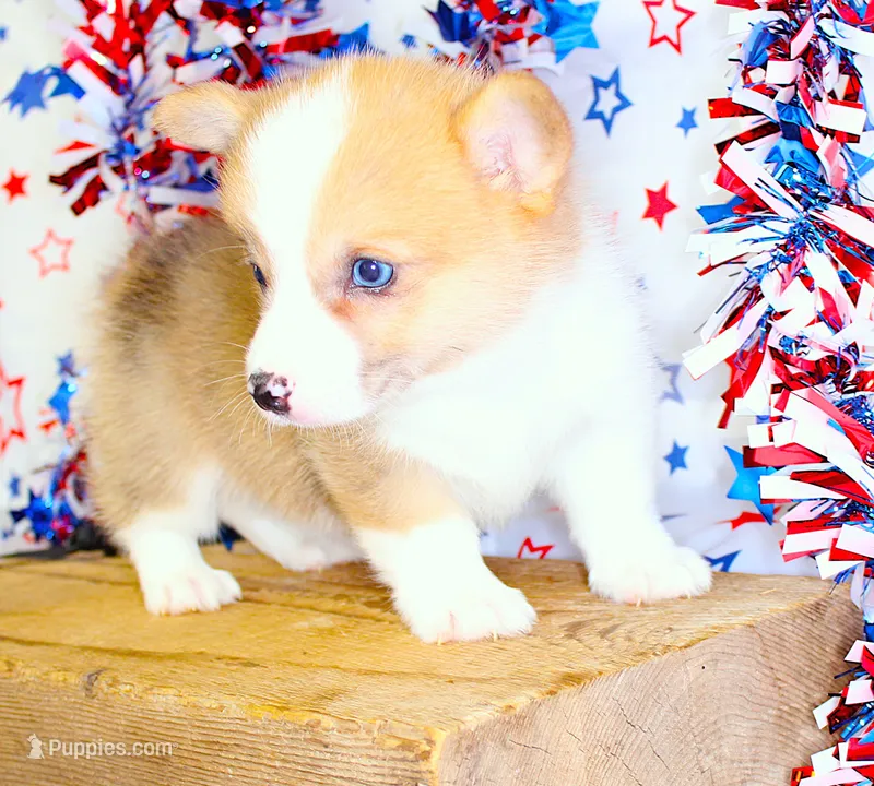 JULY-BLUE EYES  – Pembroke Welsh Corgi puppy for sale in Bells, TX