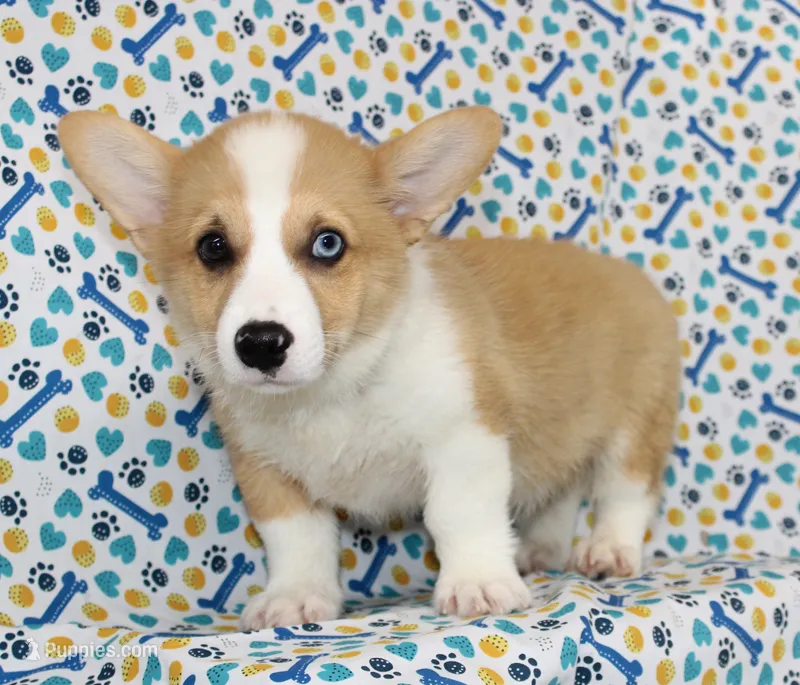JULY-BLUE EYE – Pembroke Welsh Corgi puppy for sale in Bells, TX