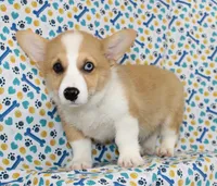 JULY-BLUE EYE, a male Pembroke Welsh Corgi for sale in Bells, TX – 5 of 10