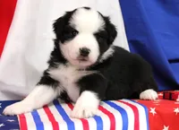 CASSIE-MINI AUSSIE ASDR, a female Miniature Australian Shepherd for sale in Bells, TX – 4 of 4