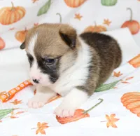 TESSIE, a female Pembroke Welsh Corgi for sale in Bells, TX – 3 of 5