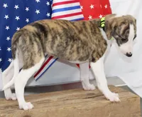 ZUKE-AKC, a male Whippet for sale in Bells, TX – 8 of 10
