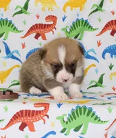 REMY, a male Pembroke Welsh Corgi for sale in Bells, TX – Photo 2 of 4