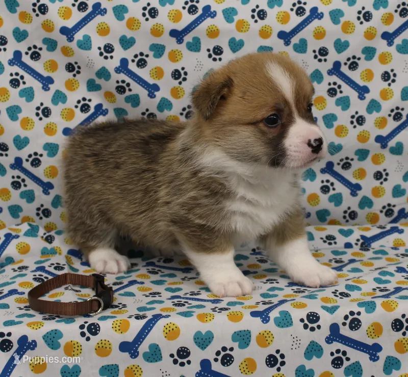 REMY – Pembroke Welsh Corgi puppy for sale in Bells, TX