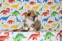 REMY, a male Pembroke Welsh Corgi for sale in Bells, TX – Photo 4 of 4