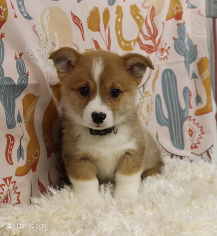 REMY – Pembroke Welsh Corgi puppy for sale in Bells, TX