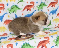 REMY, a male Pembroke Welsh Corgi for sale in Bells, TX – Photo 3 of 4