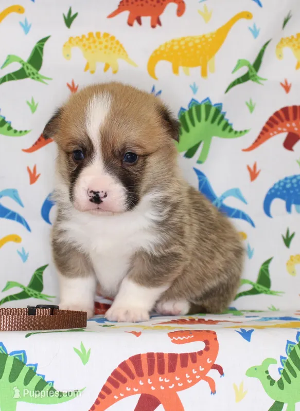 REMY – Pembroke Welsh Corgi puppy for sale in Bells, TX