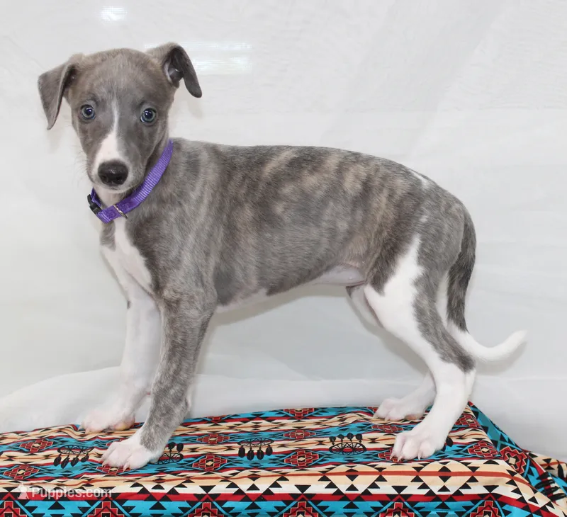 DAISY-AKC BLUE BRINDLE BLUE EYES – Whippet puppy for sale in Bells, TX
