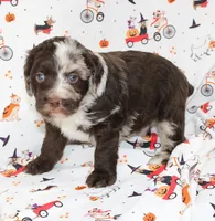 BILLY RAY-AUSSIEDOODLE, a male Miniature Aussiedoodle for sale in Bells, TX – 2 of 6