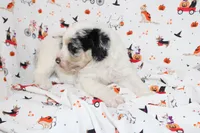 JESSIE JAMES-MINI AUSSIEDOODLE, a male Miniature Aussiedoodle for sale in Bells, TX – 7 of 7