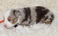 LEVI-ASDR  BLUE EYES, a male Miniature Australian Shepherd and Toy Australian Shepherd for sale in Bells, TX – 4 of 6