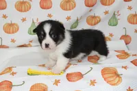 PENNY, a female Pembroke Welsh Corgi for sale in Bells, TX – 5 of 5