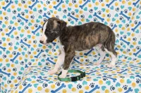KORY-AKC, a female Whippet for sale in Bells, TX – 5 of 5