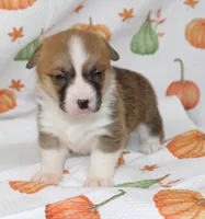 BONNIE, a female Pembroke Welsh Corgi for sale in Bells, TX – 2 of 5