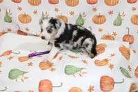TOY AUSSIE ANNIE OAKLEY-ASDR, a male Toy Australian Shepherd for sale in Bells, TX – 5 of 5