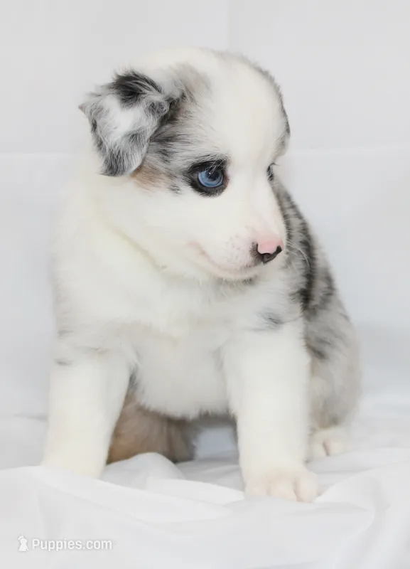 CHLOE-MINI AUSSIE  ASDR – Miniature Australian Shepherd puppy for sale in Bells, TX