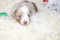 TUCKER-ASDR BLUE EYES, a female Miniature Australian Shepherd and Toy Australian Shepherd for sale in Bells, TX – 7 of 7