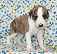 ZUKE-AKC, a female Whippet for sale in Bells, TX – 2 of 6