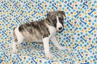CHASE-AKC, a male Whippet for sale in Bells, TX – 4 of 5