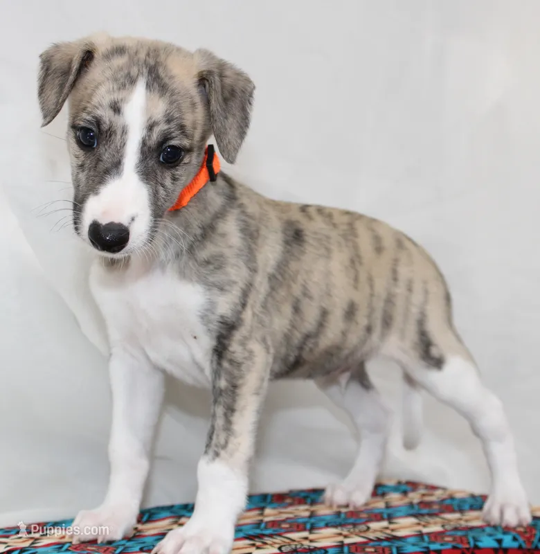 RORY-AKC – Whippet puppy for sale in Bells, TX