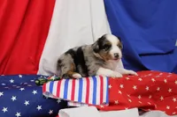 COLLIN-MINI AUSSIE   ASDR, a female Miniature Australian Shepherd for sale in Bells, TX – 5 of 5