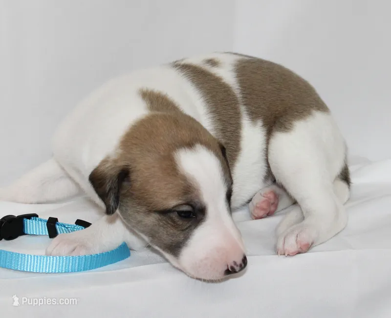 GRAHAM-WHIPPET AKC – Whippet puppy for sale in Bells, TX