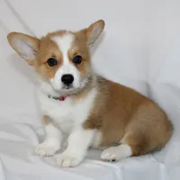 ROCKET, a male Pembroke Welsh Corgi for sale in Bells, TX – 4 of 10