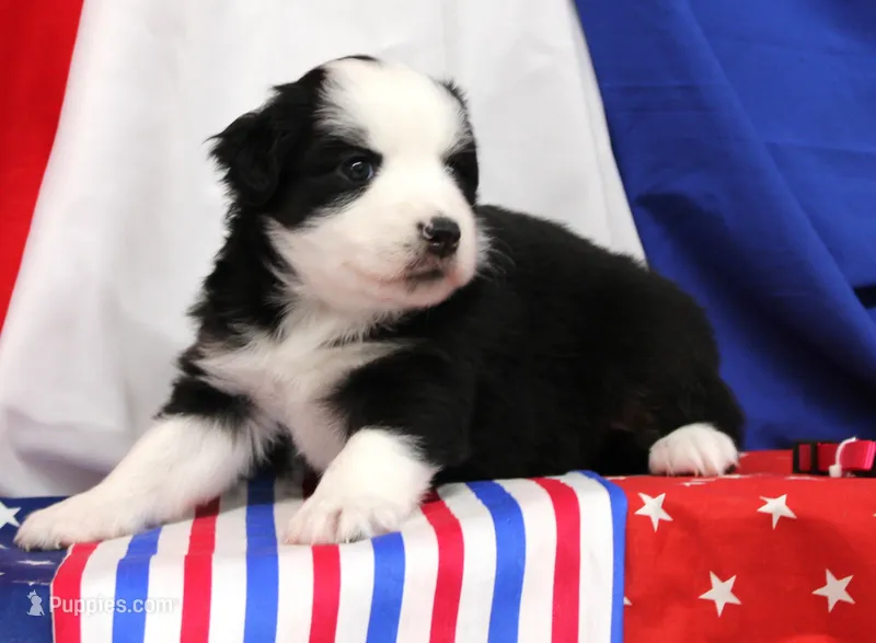 CASSIE-MINI AUSSIE ASDR – Miniature Australian Shepherd puppy for sale in Bells, TX