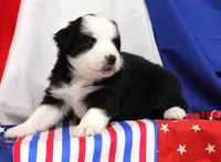 CASSIE-MINI AUSSIE ASDR, a female Miniature Australian Shepherd for sale in Bells, TX – 2 of 4