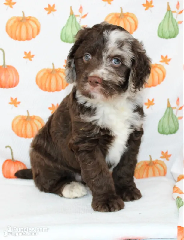 BILLY RAY-AUSSIEDOODLE – Miniature Aussiedoodle puppy for sale in Bells, TX