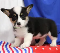 MERICA, a female Pembroke Welsh Corgi for sale in Bells, TX – 6 of 10