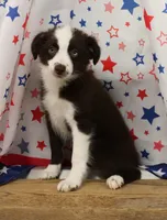 BOONE-TOY ASDR, a male Toy Australian Shepherd for sale in Bells, TX – 3 of 10