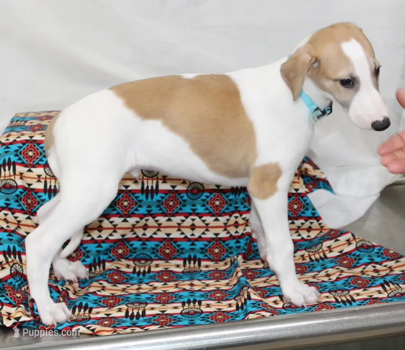 GRAHAM-WHIPPET AKC – Whippet puppy for sale in Bells, TX