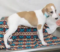 GRAHAM-WHIPPET AKC, a male Whippet for sale in Bells, TX – 6 of 10